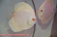 画像3: 【ディスカス】【通販】アルビノプラチニウム（ハイフォーム）【個体ペア販売】12cm（生体）マレーシア　NAディスカスファーム (3)
