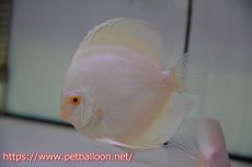 画像4: 【ディスカス】【通販】アルビノプラチニウム（ハイフォーム）【個体ペア販売】12cm（生体）マレーシア　NAディスカスファーム (4)