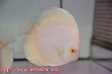 画像5: 【ディスカス】【通販】アルビノプラチニウム（ハイフォーム）【個体ペア販売】12cm（生体）マレーシア　NAディスカスファーム (5)
