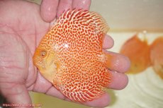 画像1: 【ディスカス】【通販】アルビノサクラレオパードスネーク【個体販売】9-10ｃｍ（生体）マレーシア　NAディスカスファーム (1)