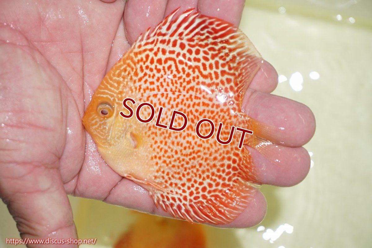 画像1: 【ディスカス】【通販】アルビノサクラレオパードスネーク【個体販売】9-10ｃｍ（生体）マレーシア　NAディスカスファーム (1)