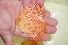 画像1: 【ディスカス】【通販】アルビノサクラレオパードスネーク【個体販売】9-10ｃｍ（生体）マレーシア　NAディスカスファーム (1)