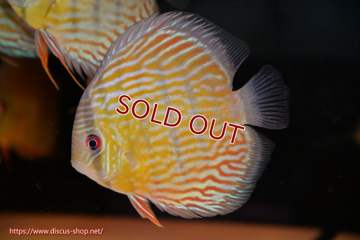 画像1: 【ワイルドディスカス】【通販】【３年ぶりの入荷】ラーゴスララスーパーロイヤル【個体販売】16cm（生体）ラーゴスララ産 (1)