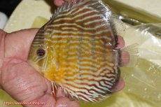 画像1: 【ワイルドディスカス】【通販】【３年ぶりの入荷】ラーゴスララスーパーロイヤル【個体販売】16cm（生体）ラーゴスララ産 (1)