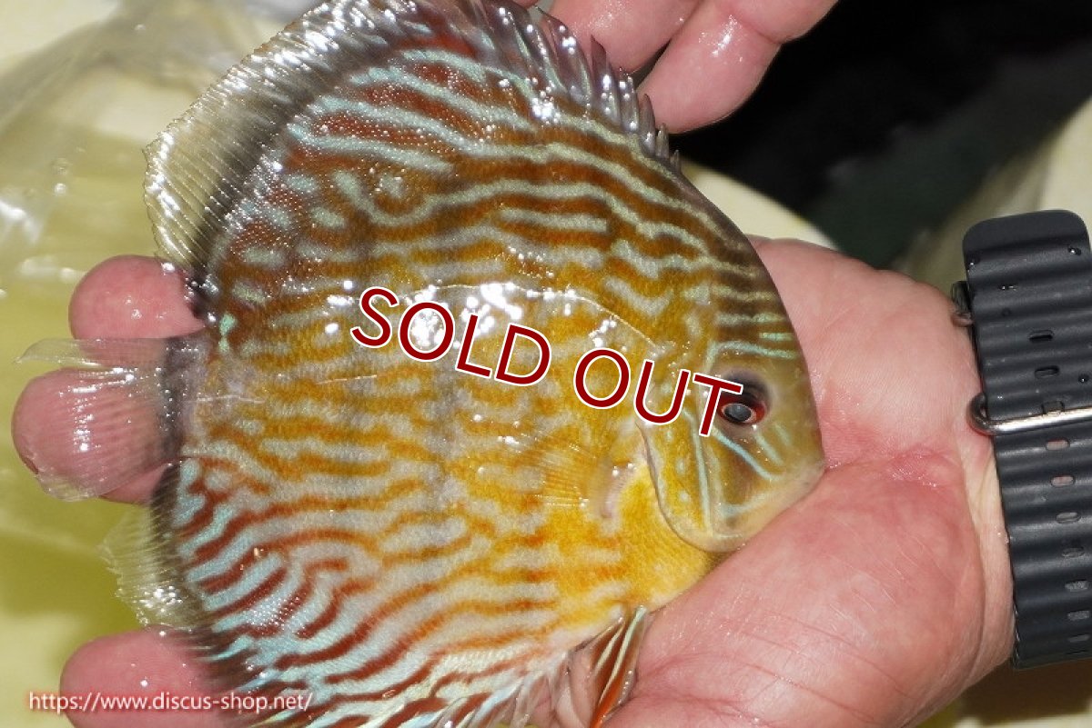 画像3: 【ワイルドディスカス】【通販】【３年ぶりの入荷】ラーゴスララスーパーロイヤル【個体販売】16cm（生体）ラーゴスララ産 (3)