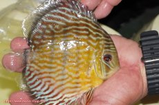 画像3: 【ワイルドディスカス】【通販】【３年ぶりの入荷】ラーゴスララスーパーロイヤル【個体販売】16cm（生体）ラーゴスララ産 (3)