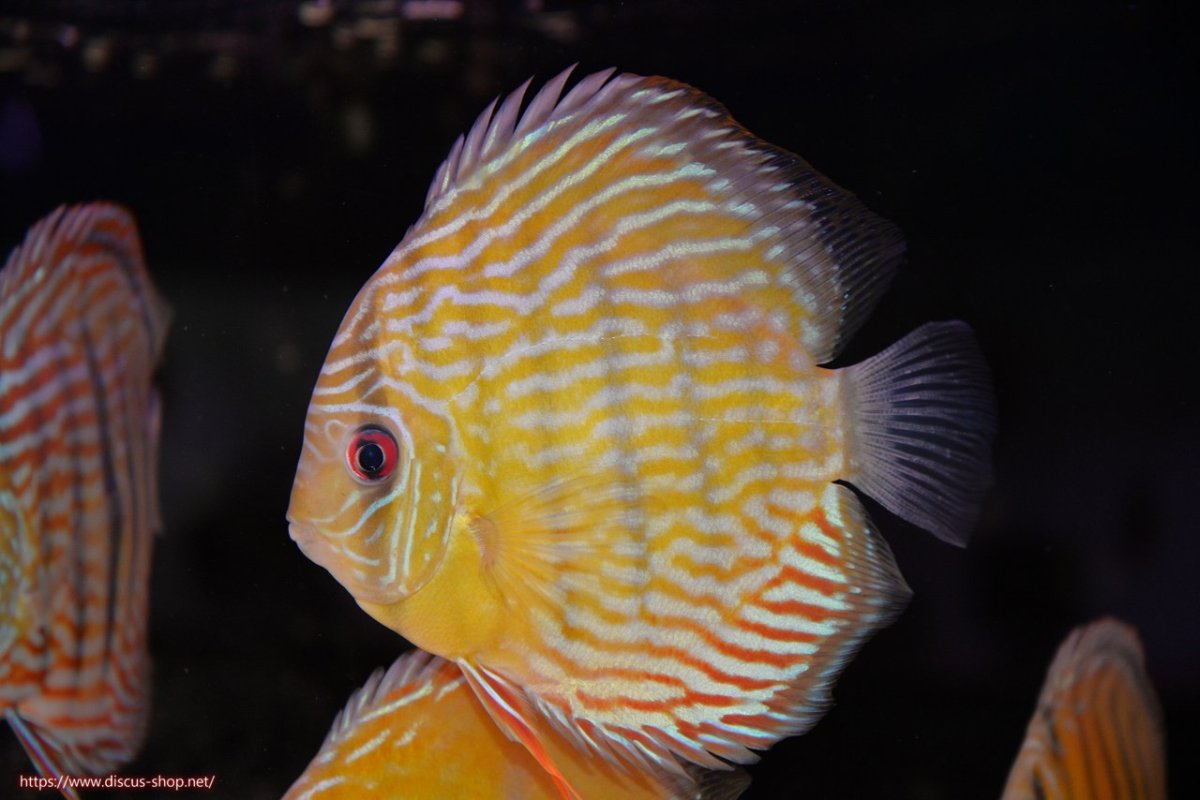 画像1: 【決算セール対象個体】【ワイルドディスカス】【通販】【３年ぶりの入荷】ラーゴスララスーパーロイヤル【個体販売】16cm（生体）ラーゴスララ産 (1)