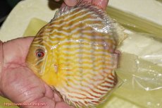 画像1: 【ワイルドディスカス】【通販】【３年ぶりの入荷】ラーゴスララスーパーロイヤル【個体販売】16cm（生体）ラーゴスララ産 (1)