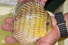 画像2: 【ワイルドディスカス】【通販】【３年ぶりの入荷】ラーゴスララスーパーロイヤル【個体販売】16cm（生体）ラーゴスララ産 (2)