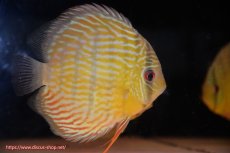 画像3: 【決算セール対象個体】【ワイルドディスカス】【通販】【３年ぶりの入荷】ラーゴスララスーパーロイヤル【個体販売】16cm（生体）ラーゴスララ産 (3)