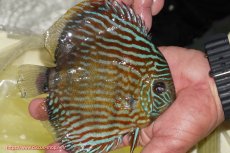 画像2: 【ワイルドディスカス】【通販】【３年ぶりの入荷】ラーゴスララスーパーロイヤル【個体販売】16cm（生体）ラーゴスララ産 (2)