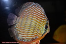 画像3: 【決算セール対象個体】【ワイルドディスカス】【通販】【３年ぶりの入荷】ラーゴスララスーパーロイヤル【個体販売】16cm（生体）ラーゴスララ産 (3)