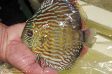 画像4: 【決算セール対象個体】【ワイルドディスカス】【通販】【３年ぶりの入荷】ラーゴスララスーパーロイヤル【個体販売】16cm（生体）ラーゴスララ産 (4)