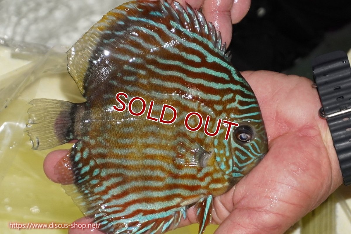 画像5: 【決算セール対象個体】【ワイルドディスカス】【通販】【３年ぶりの入荷】ラーゴスララスーパーロイヤル【個体販売】16cm（生体）ラーゴスララ産 (5)