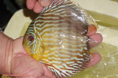 画像1: 【ワイルドディスカス】【通販】【３年ぶりの入荷】ラーゴスララスーパーロイヤル【個体販売】16cm（生体）ラーゴスララ産 (1)