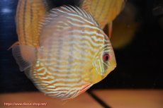 画像3: 【ワイルドディスカス】【通販】【３年ぶりの入荷】ラーゴスララスーパーロイヤル【個体販売】16cm（生体）ラーゴスララ産 (3)