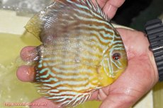 画像6: 【ワイルドディスカス】【通販】【３年ぶりの入荷】ラーゴスララスーパーロイヤル【個体販売】16cm（生体）ラーゴスララ産 (6)