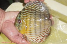 画像3: 【ワイルドディスカス】【通販】【３年ぶりの入荷】ラーゴスララスーパーロイヤル【個体販売】16cm（生体）ラーゴスララ産 (3)