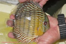 画像4: 【ワイルドディスカス】【通販】【３年ぶりの入荷】ラーゴスララスーパーロイヤル【個体販売】16cm（生体）ラーゴスララ産 (4)