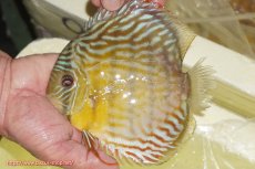 画像1: 【ワイルドディスカス】【通販】【３年ぶりの入荷】ラーゴスララスーパーロイヤル【個体販売】16cm（生体）ラーゴスララ産 (1)