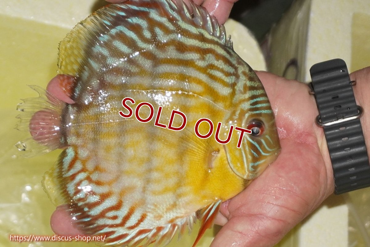 画像2: 【ワイルドディスカス】【通販】【３年ぶりの入荷】ラーゴスララスーパーロイヤル【個体販売】16cm（生体）ラーゴスララ産 (2)