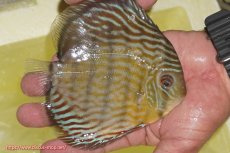 画像2: 【ワイルドディスカス】【通販】【３年ぶりの入荷】ラーゴスララスーパーロイヤル【個体販売】15cm（生体）ラーゴスララ産 (2)