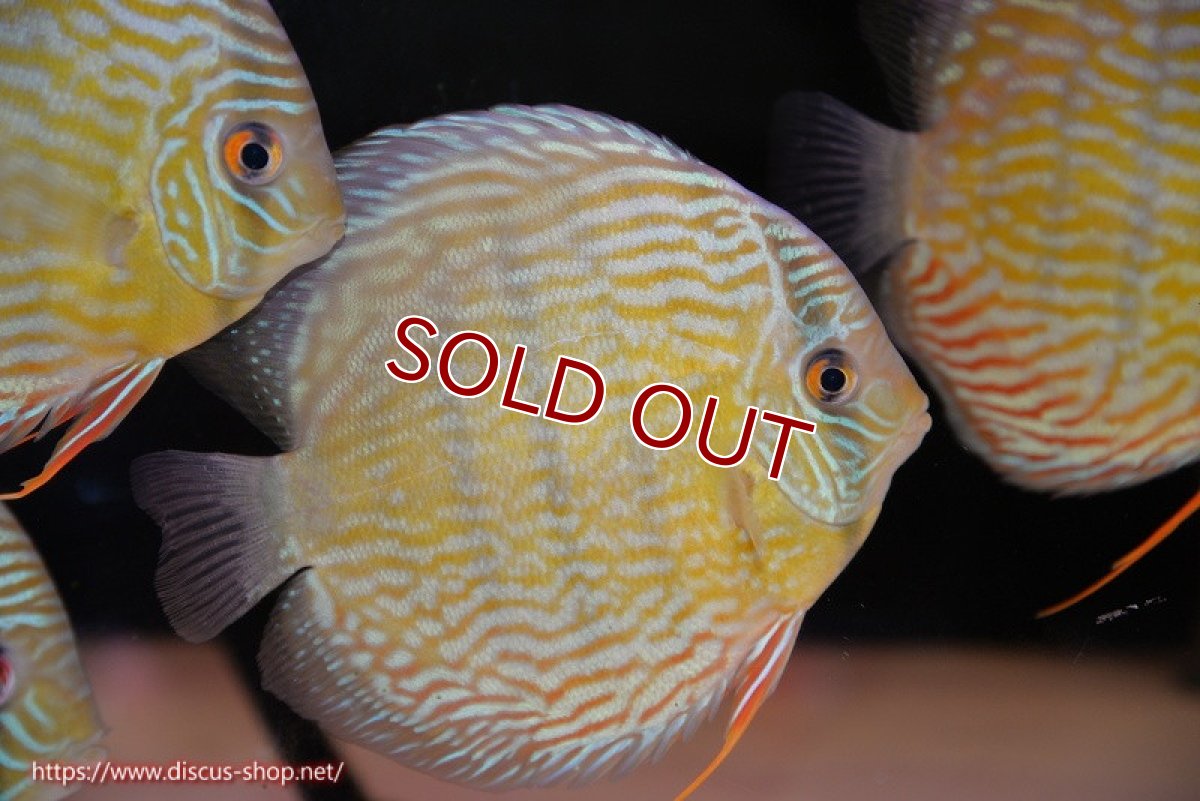 画像1: 【ワイルドディスカス】【通販】【３年ぶりの入荷】ラーゴスララスーパーロイヤル【個体販売】16cm（生体）ラーゴスララ産 (1)