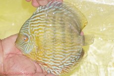 画像1: 【ワイルドディスカス】【通販】【３年ぶりの入荷】ラーゴスララスーパーロイヤル【個体販売】16cm（生体）ラーゴスララ産 (1)