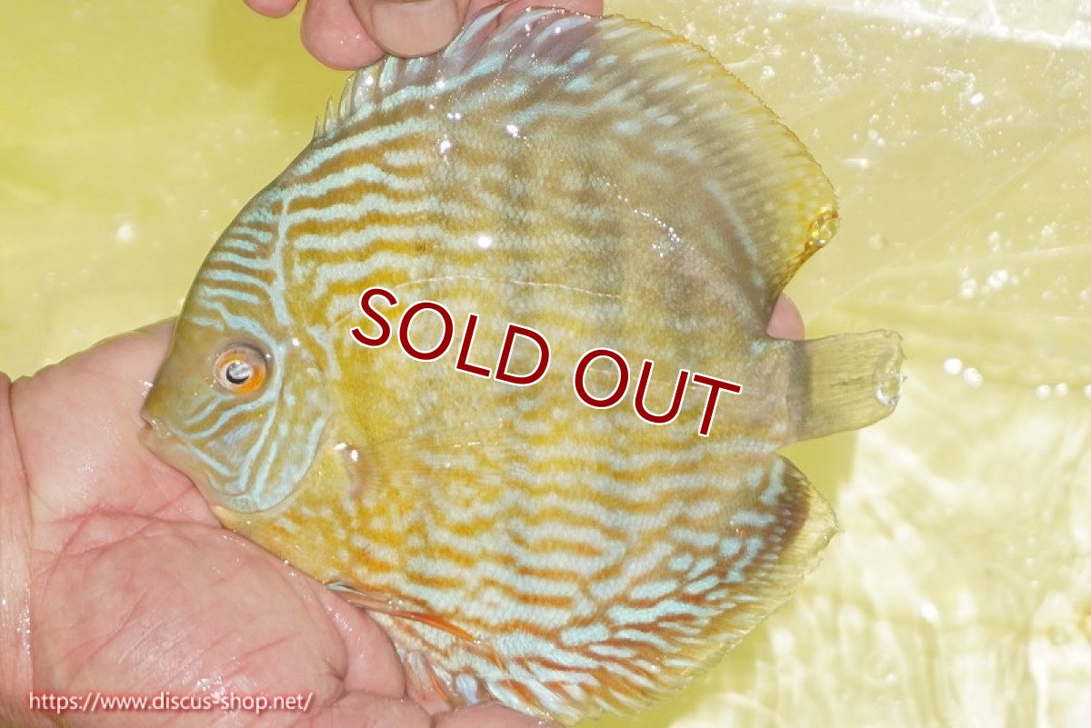 画像2: 【ワイルドディスカス】【通販】【３年ぶりの入荷】ラーゴスララスーパーロイヤル【個体販売】16cm（生体）ラーゴスララ産 (2)