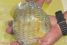 画像2: 【ワイルドディスカス】【通販】【３年ぶりの入荷】ラーゴスララスーパーロイヤル【個体販売】16cm（生体）ラーゴスララ産 (2)