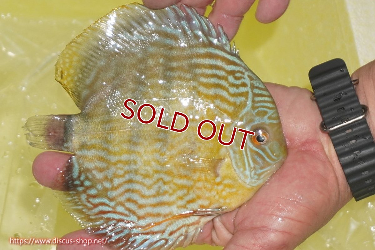 画像3: 【ワイルドディスカス】【通販】【３年ぶりの入荷】ラーゴスララスーパーロイヤル【個体販売】16cm（生体）ラーゴスララ産 (3)