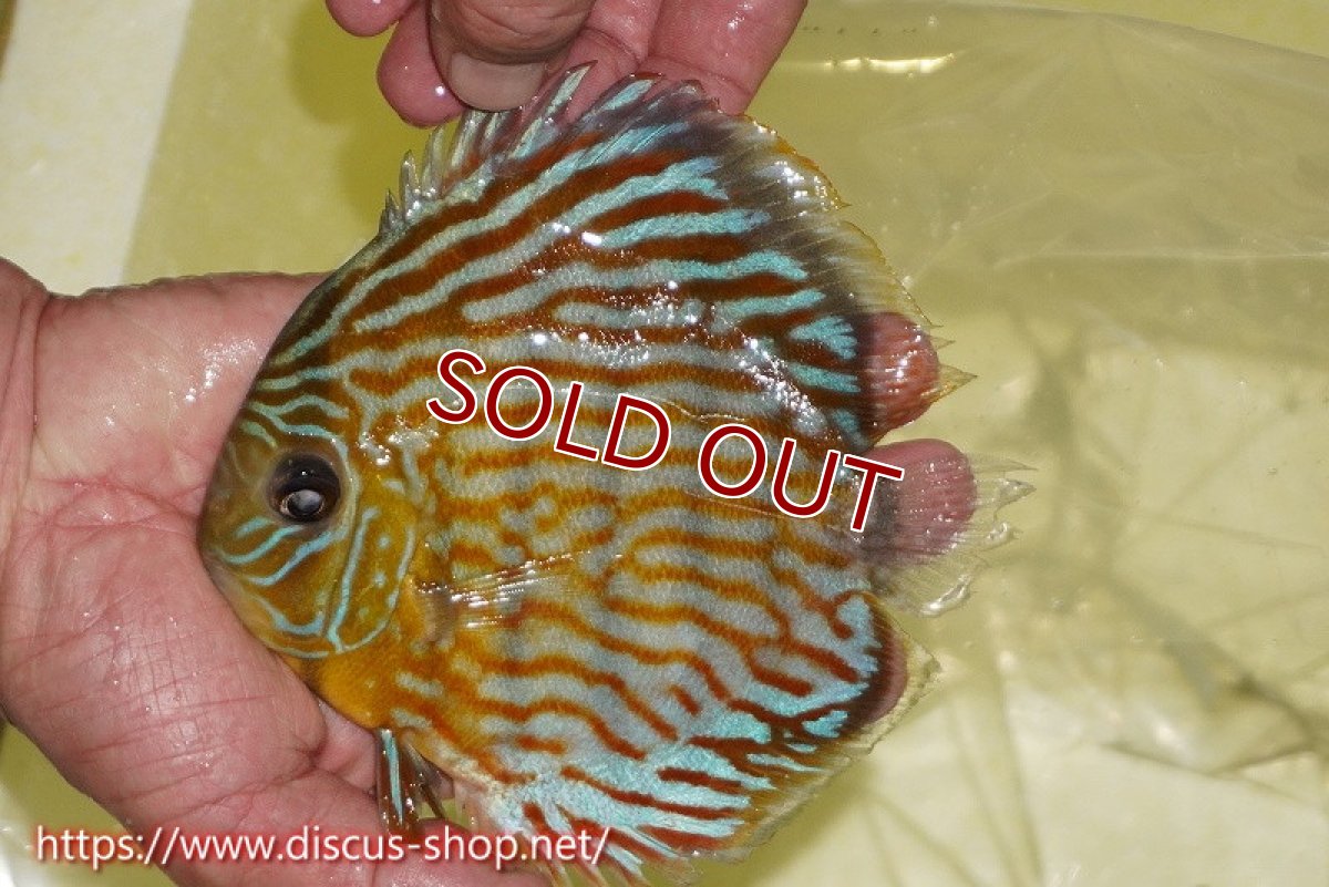 画像1: 【ワイルドディスカス】【通販】【３年ぶりの入荷】ラーゴスララスーパーロイヤル【個体販売】16cm（生体）ラーゴスララ産 (1)