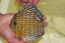 画像1: 【ワイルドディスカス】【通販】【３年ぶりの入荷】ラーゴスララスーパーロイヤル【個体販売】16cm（生体）ラーゴスララ産 (1)