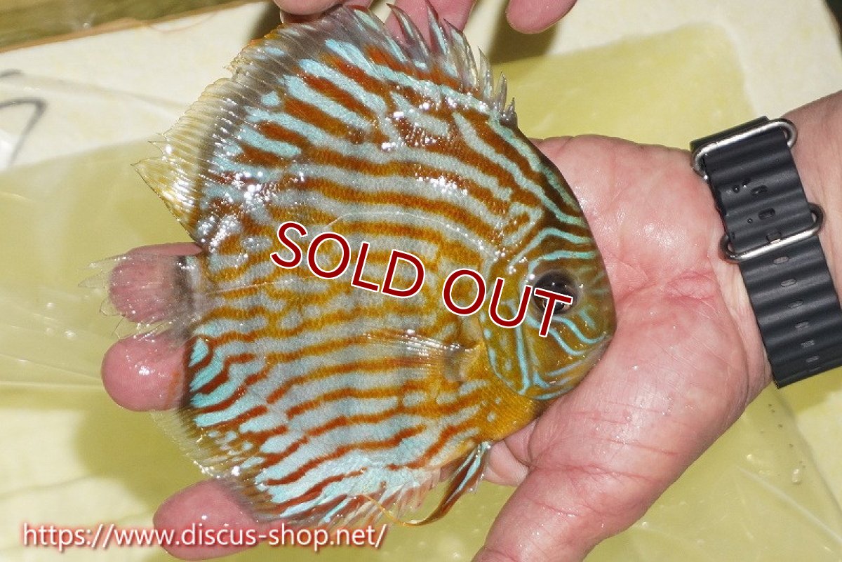 画像2: 【ワイルドディスカス】【通販】【３年ぶりの入荷】ラーゴスララスーパーロイヤル【個体販売】16cm（生体）ラーゴスララ産 (2)