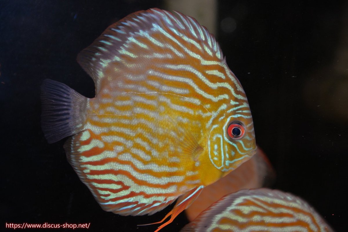 画像1: 【30周年記念セール対象個体】【ワイルドディスカス】【通販】【３年ぶりの入荷】ラーゴスララスーパーロイヤル【個体販売】16cm（生体）ラーゴスララ産 (1)