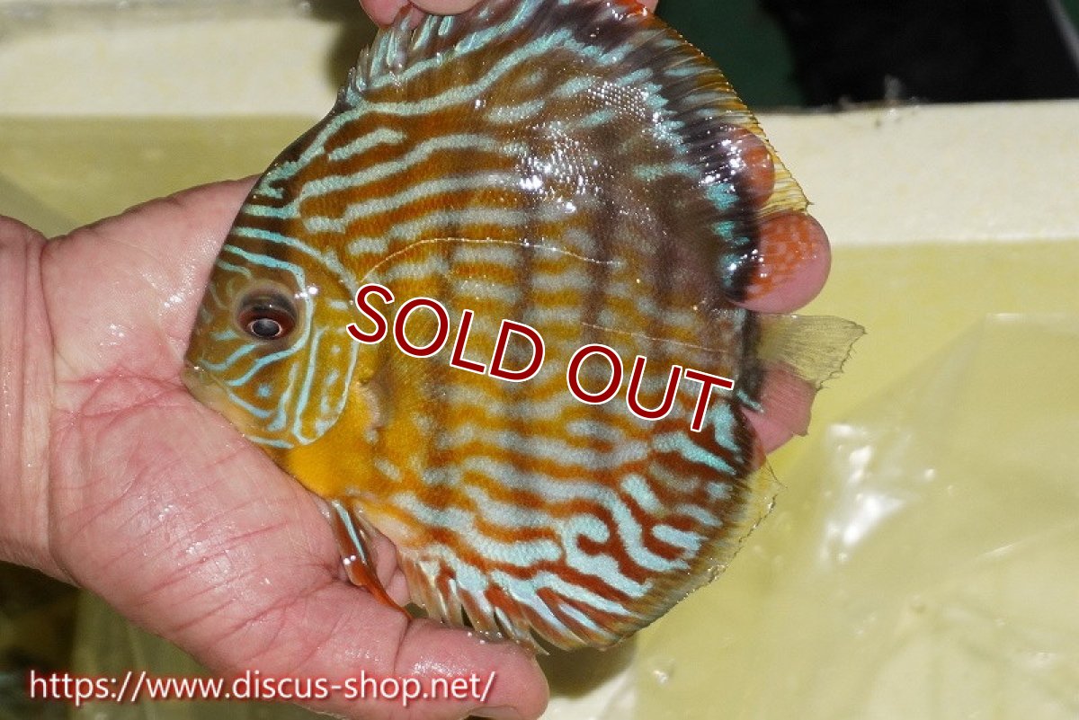 画像3: 【サマーセール対象個体　クーポンご利用で10％OFF】【ワイルドディスカス】【通販】【３年ぶりの入荷】ラーゴスララスーパーロイヤル【個体販売】16cm（生体）ラーゴスララ産 (3)