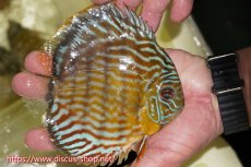 画像3: 【30周年記念セール対象個体】【ワイルドディスカス】【通販】【３年ぶりの入荷】ラーゴスララスーパーロイヤル【個体販売】16cm（生体）ラーゴスララ産 (3)