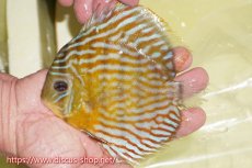 画像1: 【ワイルドディスカス】【通販】【３年ぶりの入荷】ラーゴスララスーパーロイヤル【個体販売】15cm（生体）ラーゴスララ産 (1)