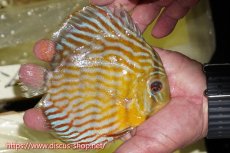 画像2: 【ワイルドディスカス】【通販】【３年ぶりの入荷】ラーゴスララスーパーロイヤル【個体販売】15cm（生体）ラーゴスララ産 (2)