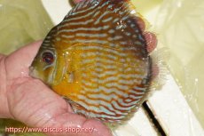 画像1: 【ワイルドディスカス】【通販】【３年ぶりの入荷】ラーゴスララスーパーロイヤル【個体販売】16cm（生体）ラーゴスララ産 (1)