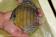 画像1: 【ワイルドディスカス】【通販】【３年ぶりの入荷】ラーゴスララスーパーロイヤル【個体販売】16cm（生体）ラーゴスララ産 (1)