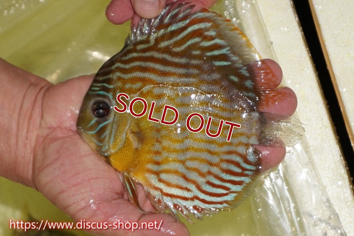 画像1: 【ワイルドディスカス】【通販】【３年ぶりの入荷】ラーゴスララスーパーロイヤル【個体販売】16cm（生体）ラーゴスララ産 (1)