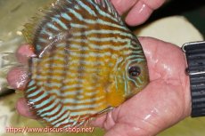 画像2: 【ワイルドディスカス】【通販】【３年ぶりの入荷】ラーゴスララスーパーロイヤル【個体販売】16cm（生体）ラーゴスララ産 (2)