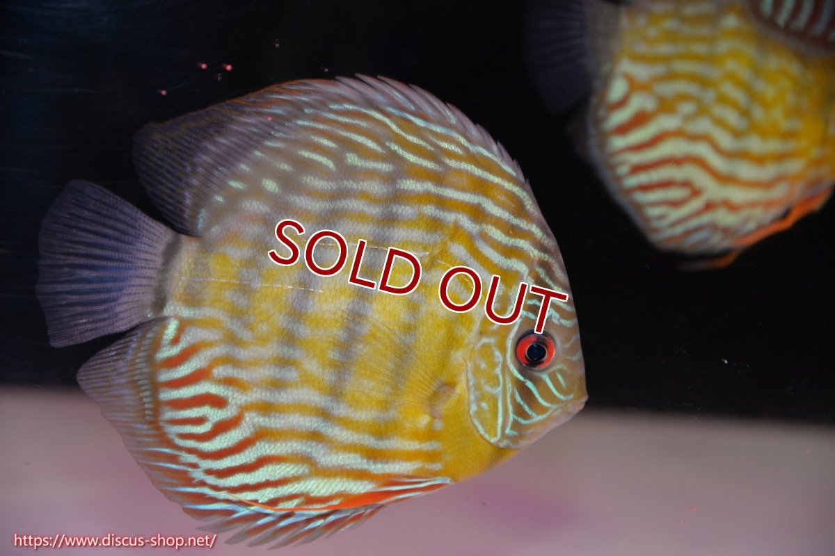 画像1: 【サマーセール対象個体　クーポンご利用で10％OFF】【ワイルドディスカス】【通販】【３年ぶりの入荷】ラーゴスララスーパーロイヤル【個体販売】15cm（生体）ラーゴスララ産 (1)