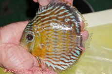 画像1: 【ワイルドディスカス】【通販】【３年ぶりの入荷】ラーゴスララスーパーロイヤル【個体販売】15cm（生体）ラーゴスララ産 (1)