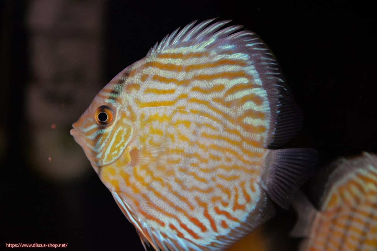 画像1: 【30周年記念セール対象個体】【ワイルドディスカス】【通販】【３年ぶりの入荷】ラーゴスララスーパーロイヤル　ヤングスター【個体販売】11cm（生体）ラーゴスララ産 (1)