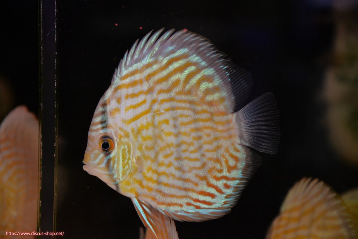 画像2: 【30周年記念セール対象個体】【ワイルドディスカス】【通販】【３年ぶりの入荷】ラーゴスララスーパーロイヤル　ヤングスター【個体販売】11cm（生体）ラーゴスララ産 (2)