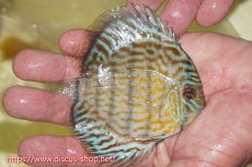画像2: 【ワイルドディスカス】【通販】【３年ぶりの入荷】ラーゴスララスーパーロイヤル　ヤングスター【個体販売】11cm（生体）ラーゴスララ産 (2)