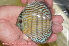 画像3: 【30周年記念セール対象個体】【ワイルドディスカス】【通販】【３年ぶりの入荷】ラーゴスララスーパーロイヤル　ヤングスター【個体販売】11cm（生体）ラーゴスララ産 (3)