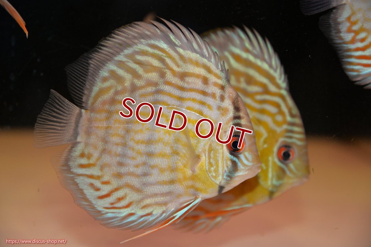 画像2: 【ワイルドディスカス】【通販】【３年ぶりの入荷】ラーゴスララスーパーロイヤル　ヤングスター【個体販売】11cm（生体）ラーゴスララ産 (2)